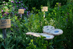 Mehr als 400 Kräuter mit heilender Wirkung sind im Antheringer Kräutergarten zu sehen.